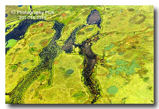 Wetland Patterns